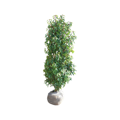 Portugese Laurier | Prunus l. 'Angustifolia'