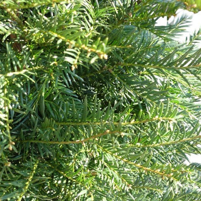 Taxus baccata
