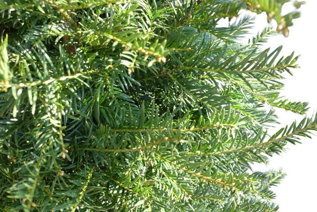Taxus baccata